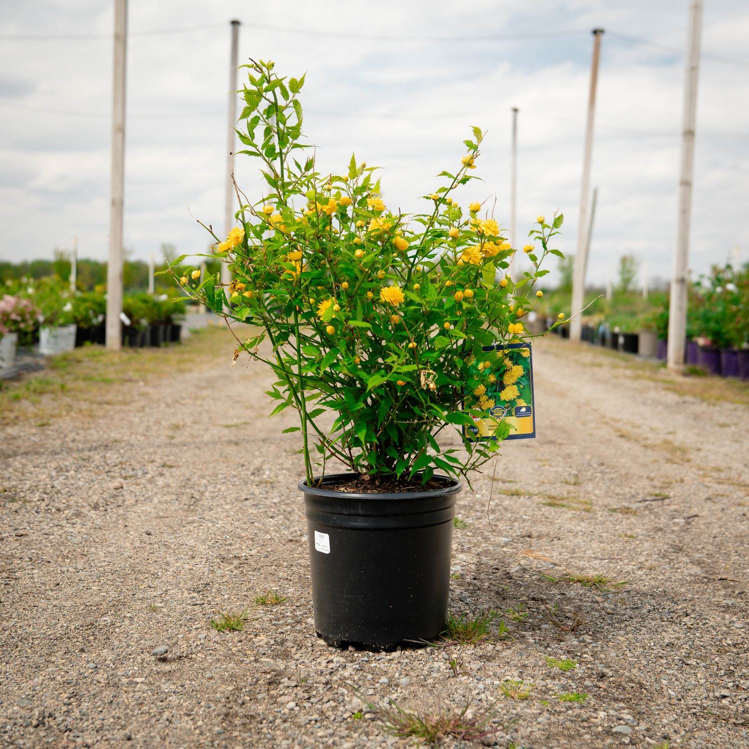 KERRIA, PLENIFLORA, #2