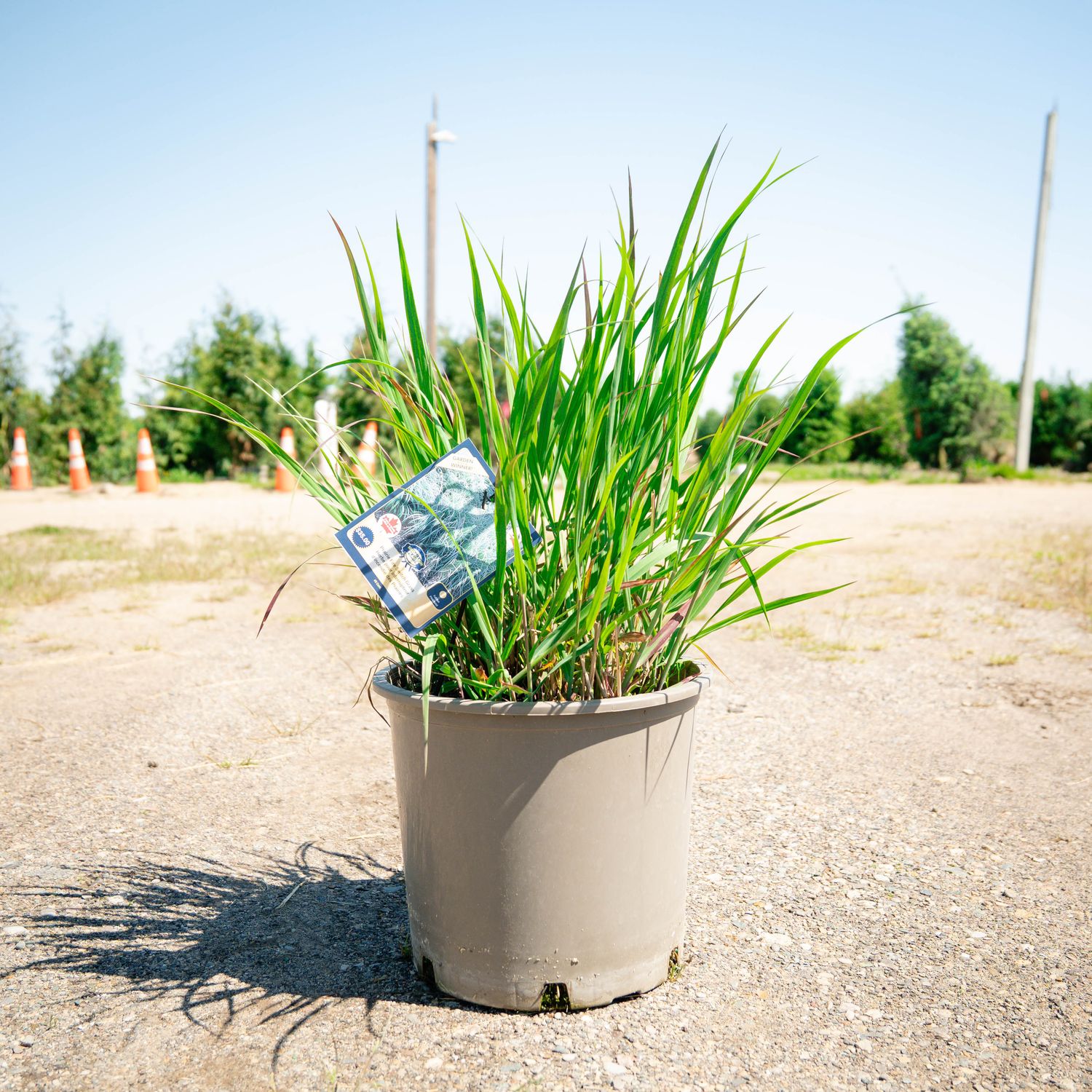 PANICUM, PRAIRIE FIRE SWITCHGRASS, #5
