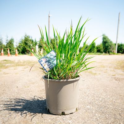 PANICUM, PRAIRIE FIRE SWITCHGRASS, #5