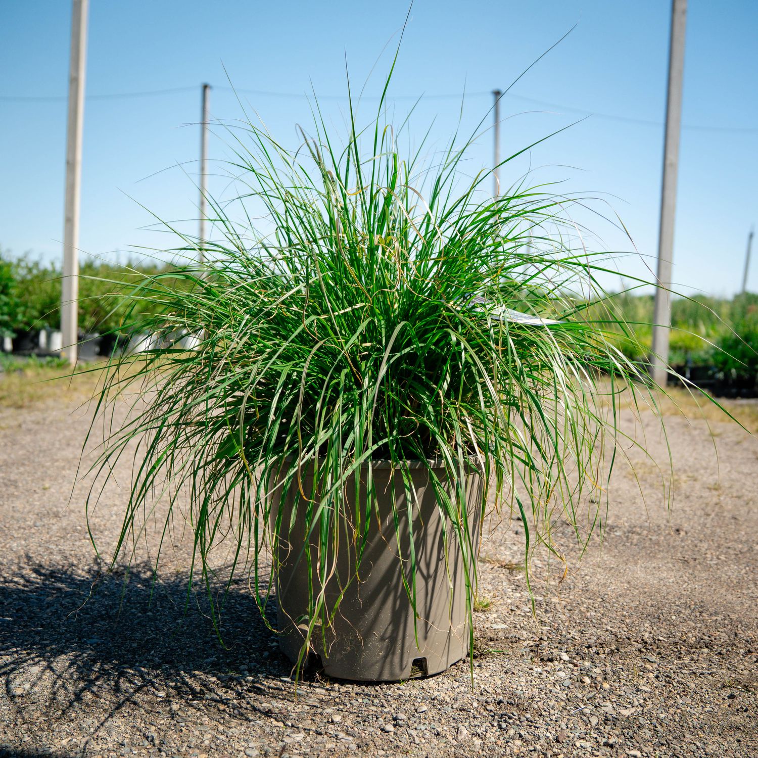 PENNISETUM, HAMELN, #5