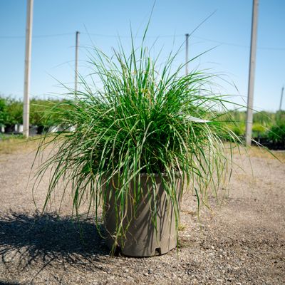PENNISETUM, HAMELN, #5