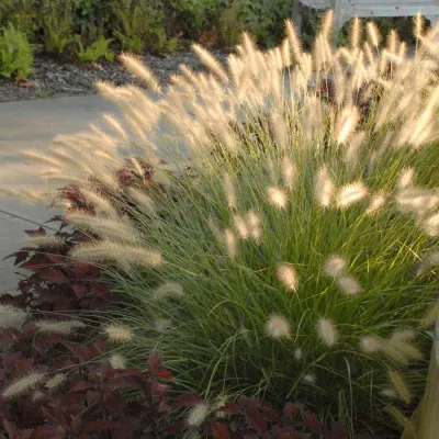 PENNISETUM, DWARF HAMELN  #5