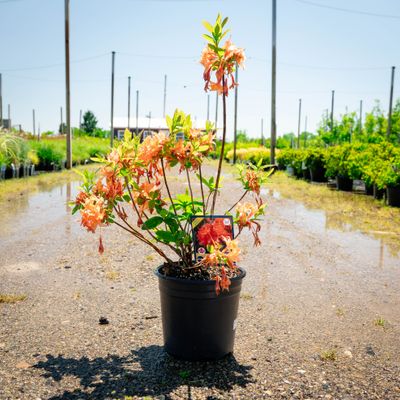 AZALEA, MANDARIN LIGHTS, #2