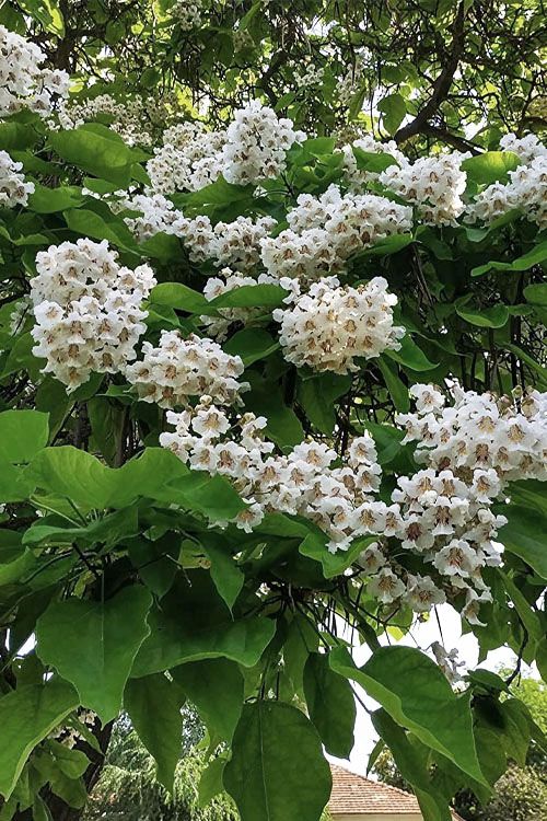 CATALPA, 2.5 B&amp;B