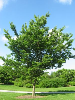 CELTIS (HACKBERRY), 2.5" B&amp;B