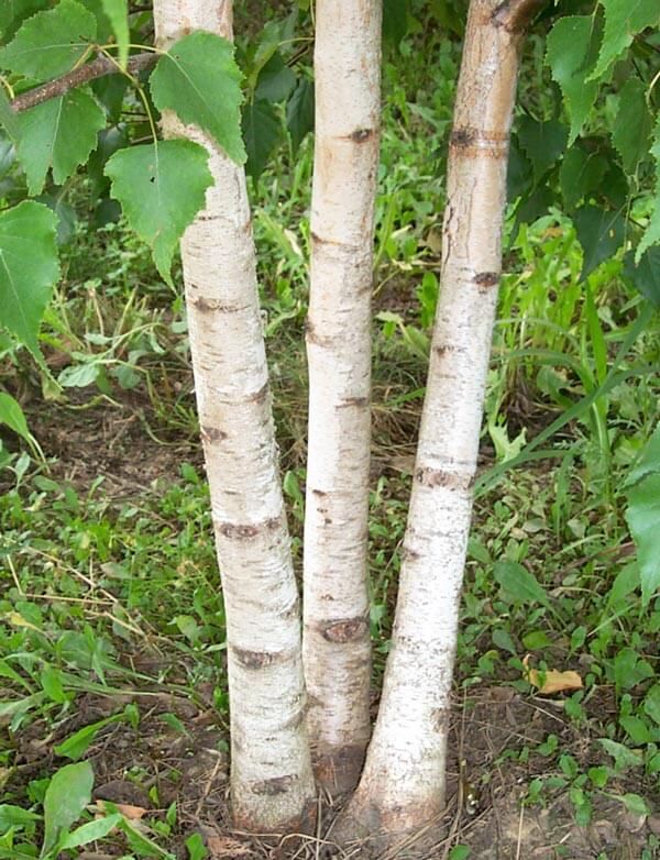 BIRCH, WHITESPIRE, 10' B&amp;B