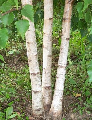 BIRCH, WHITESPIRE, 10' B&amp;B