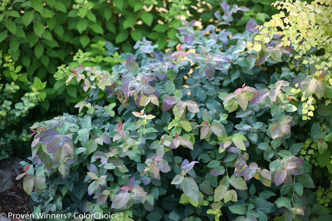 SPIREA, BLUE KAZOO, #3