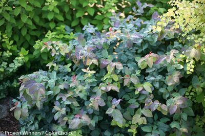 SPIREA, BLUE KAZOO, #3