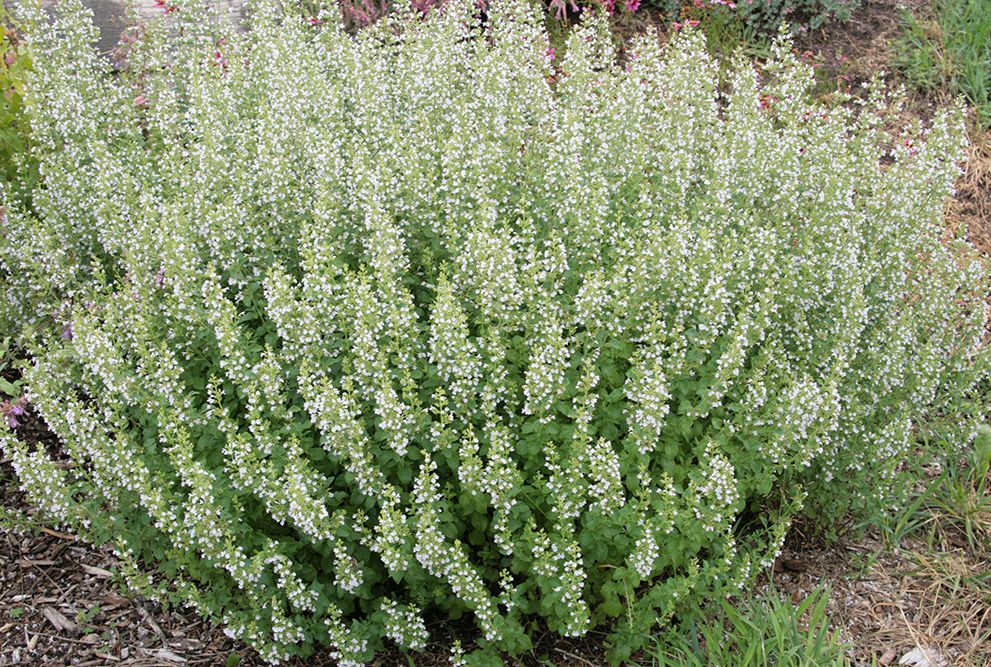 CATMINT, MONTROSE WHITE, #1