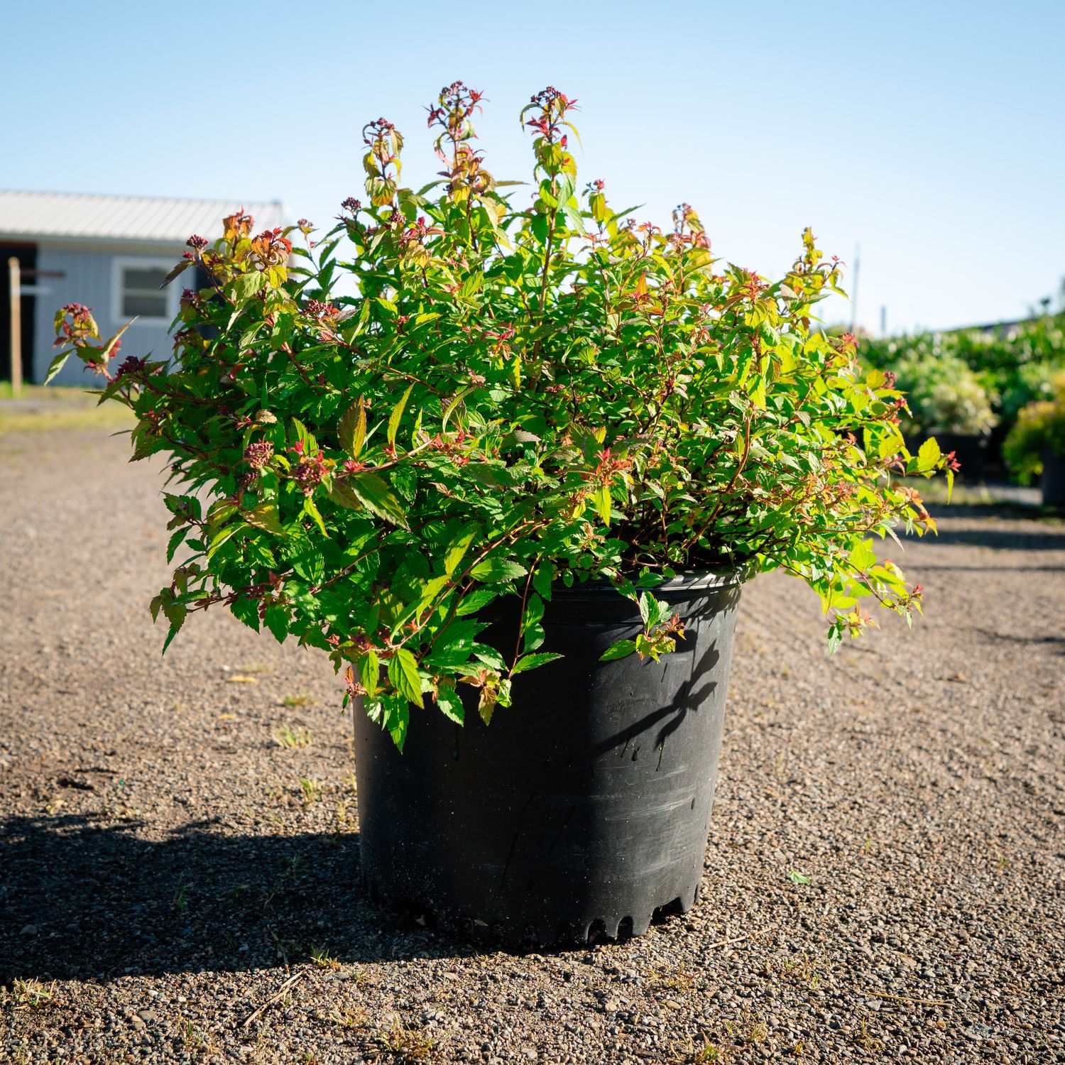 SPIREA, MAGIC CARPET, #3