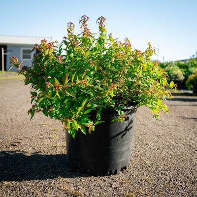 SPIREA, MAGIC CARPET, #3