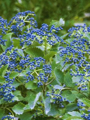 VIBURNUM, BLUE MUFFIN, #5