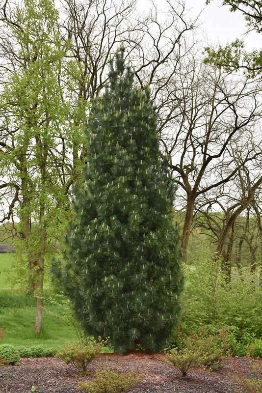 WHITE PINE, COLUMNAR, 6-7'BB