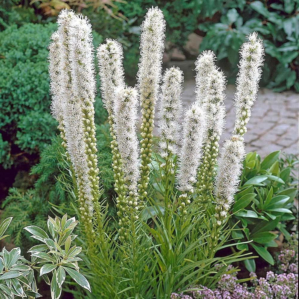 LIATRIS, FLORISTAN WHITE, #1