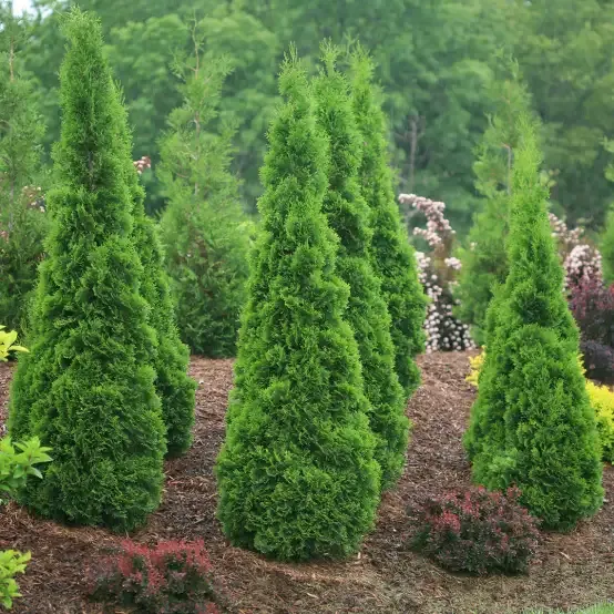 ARBORVITAE, SPRING GROVE, 10', B&amp;B