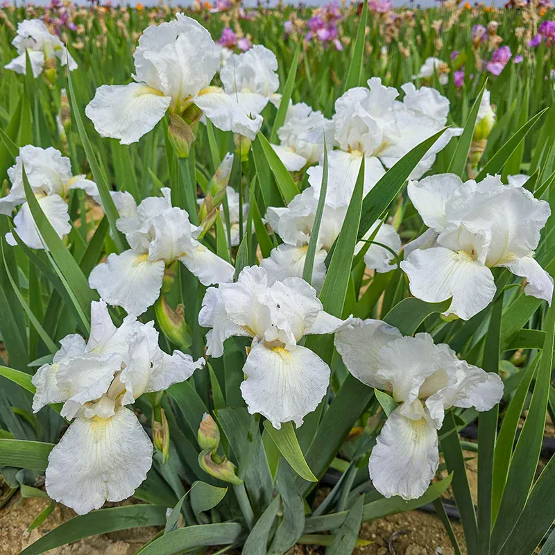 IRIS, IMMORTALITY, #1
