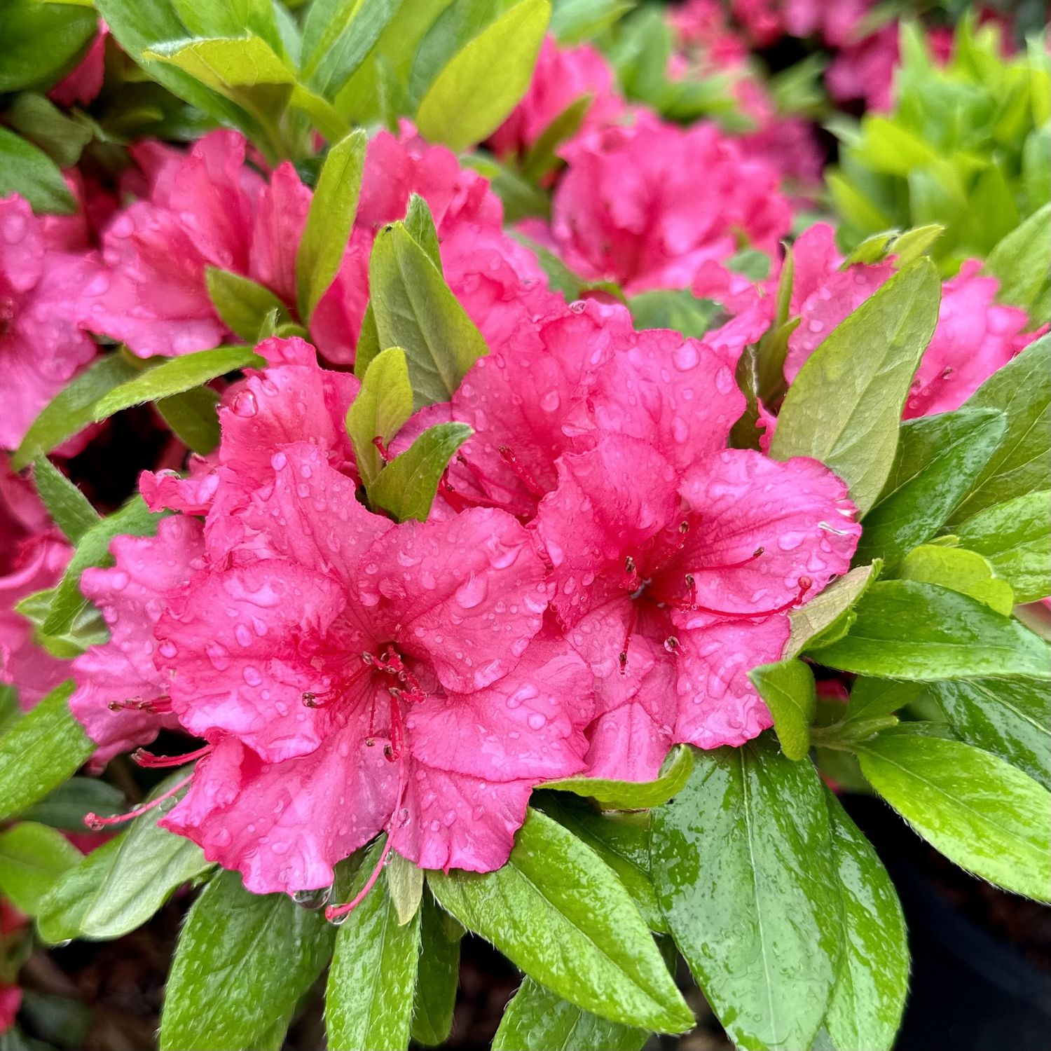 AZALEA, GIRARDS ROSE, #7