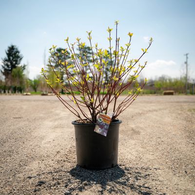 DOGWOOD, BAILEY, #5