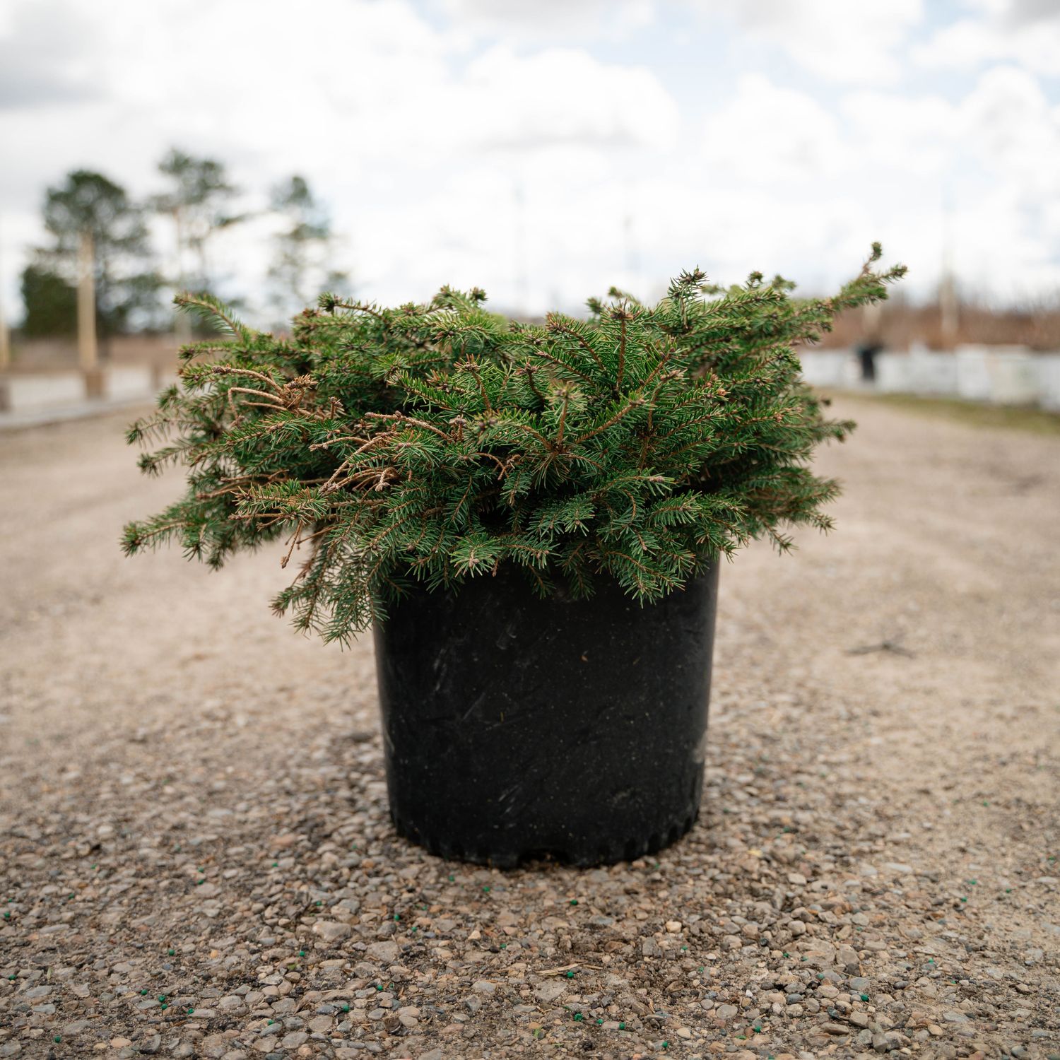 SPRUCE, BIRDS NEST, #5