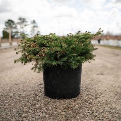 SPRUCE, BIRDS NEST, #5