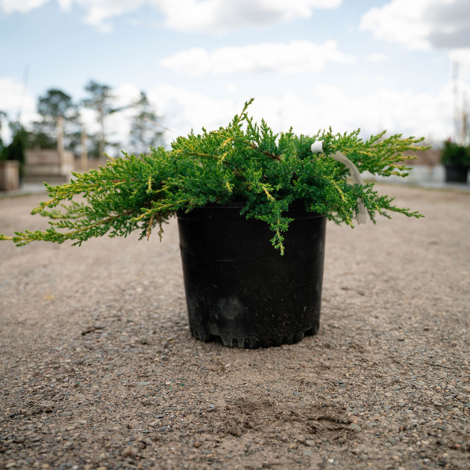 JUNIPER, DAUBS FROSTED, #3