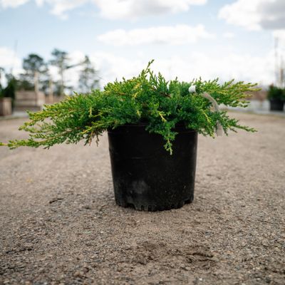 JUNIPER, DAUBS FROSTED, #3