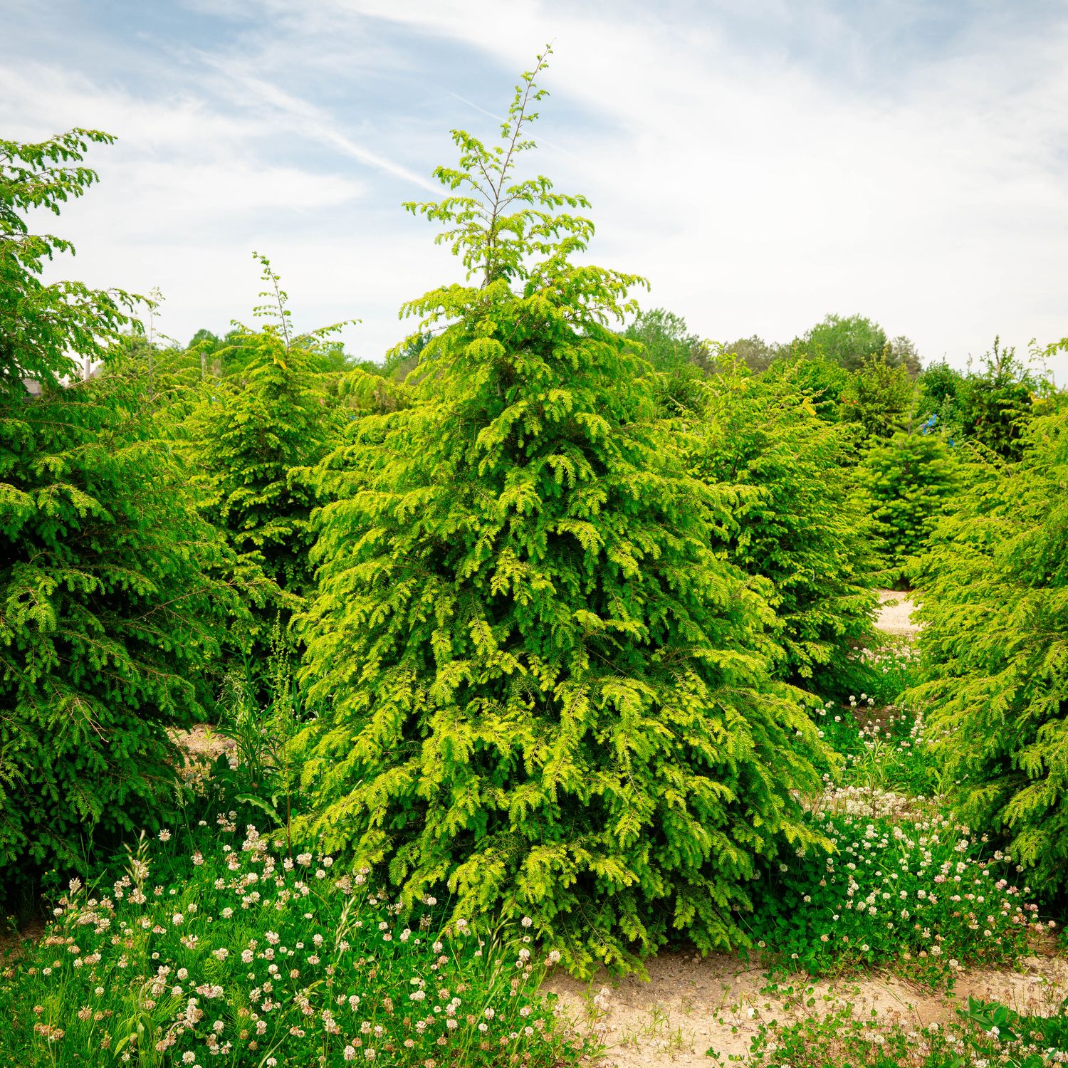 HEMLOCK, 6' BB