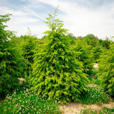 HEMLOCK, 6' BB