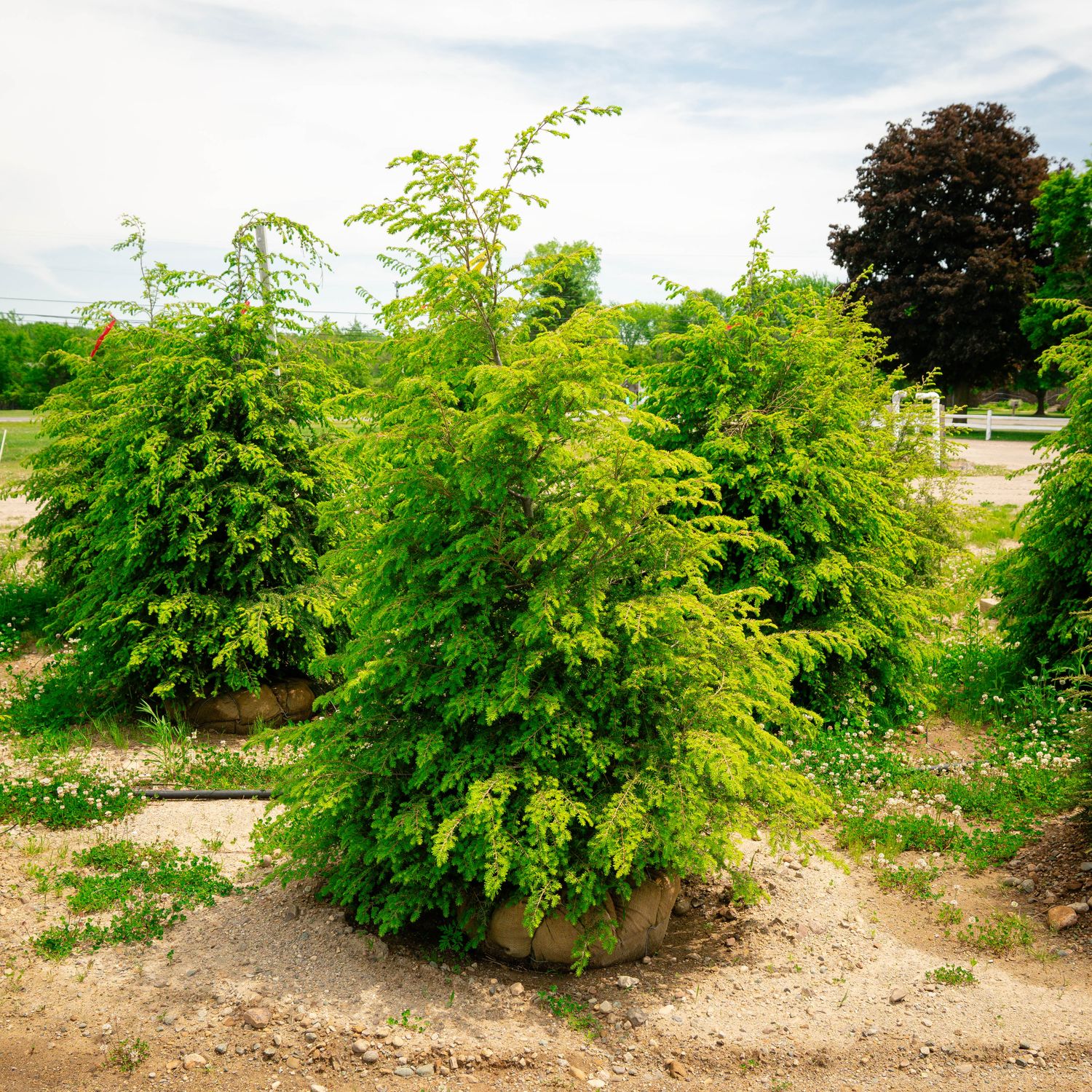HEMLOCK, 5' BB