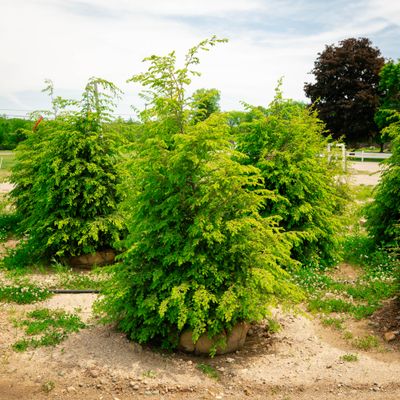 HEMLOCK, 5' BB