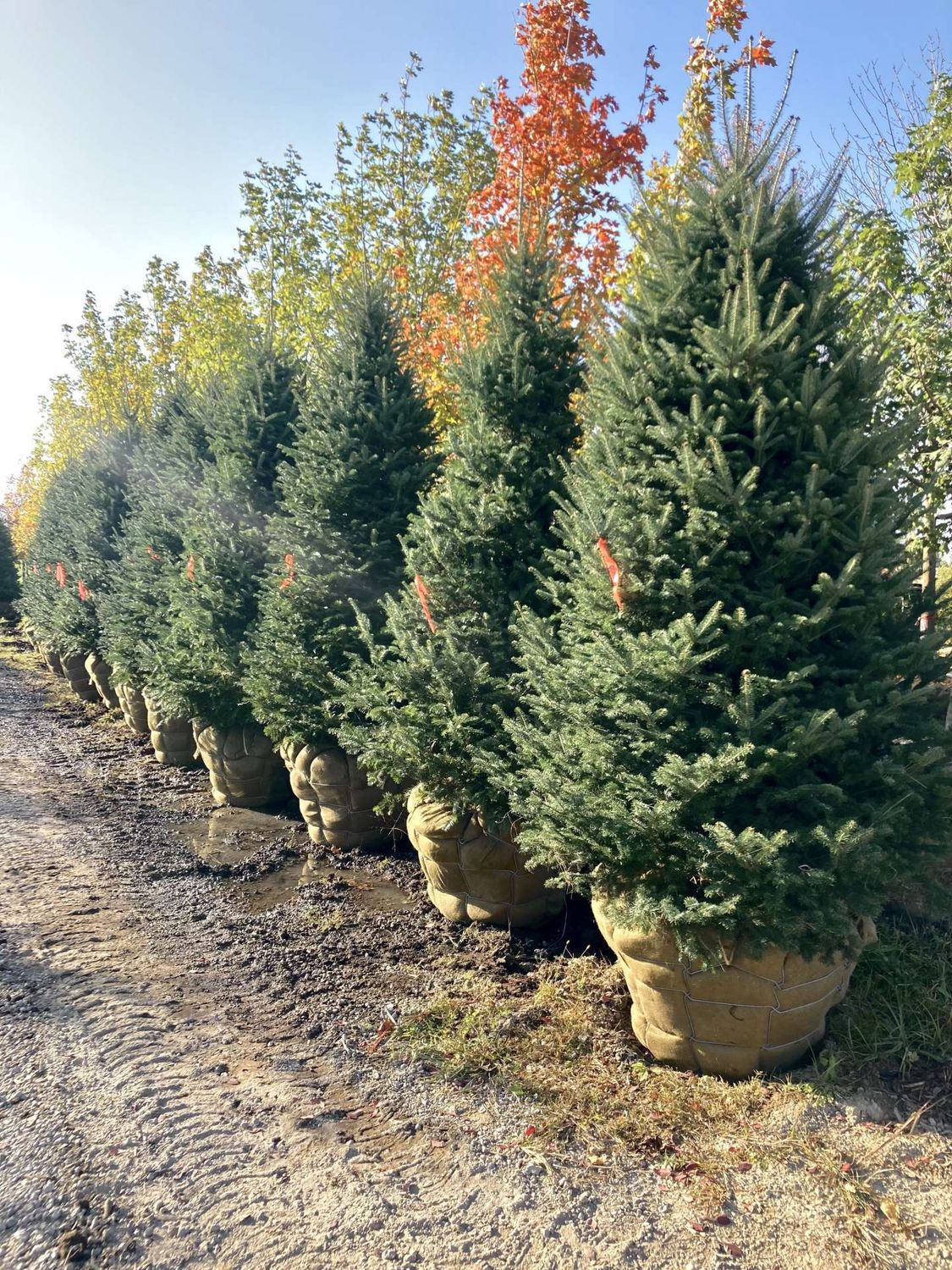 CANAAN FIR, 4'