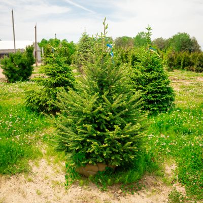 CANAAN FIR, 4' BB
