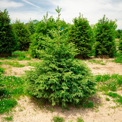 SPRUCE, BLACK HILLS, 4'