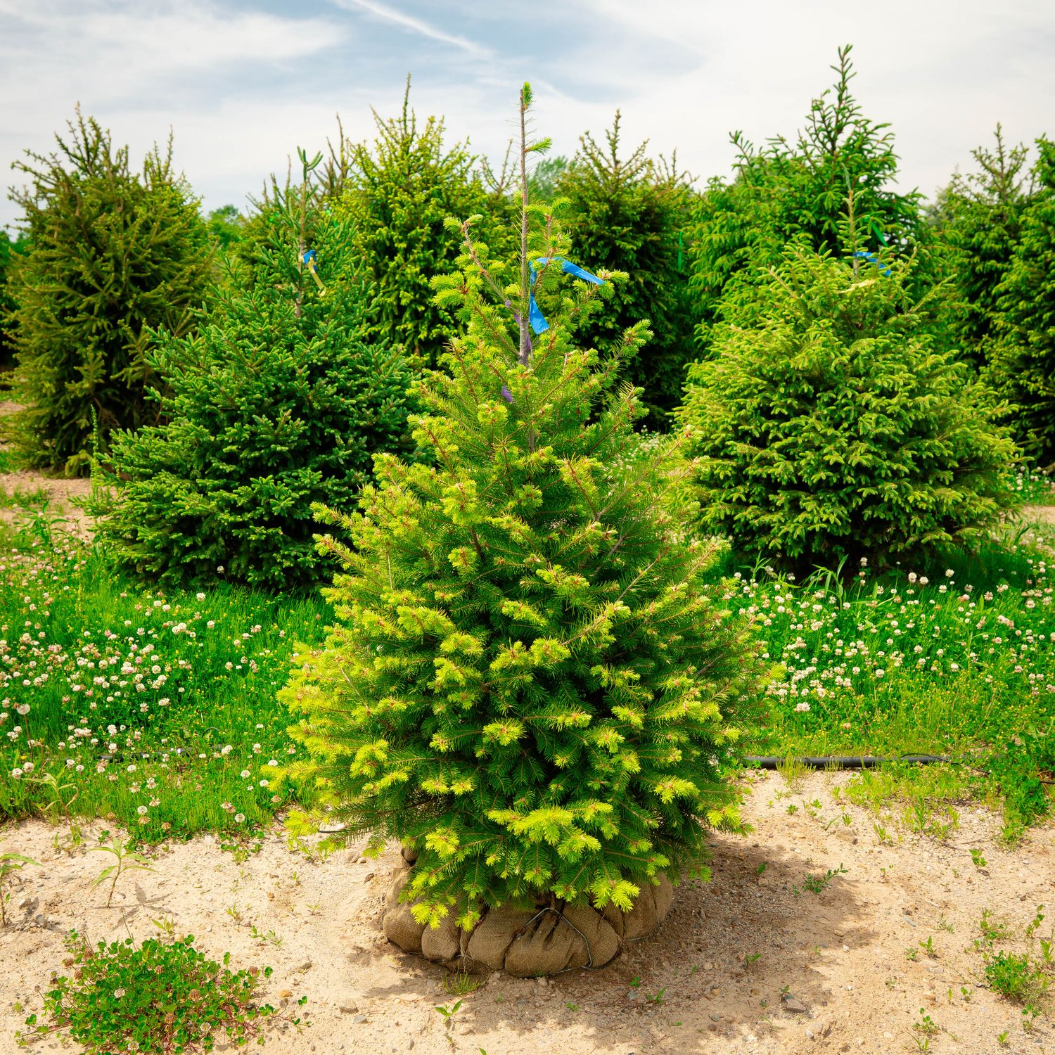 DOUGLAS FIR, 4'BB