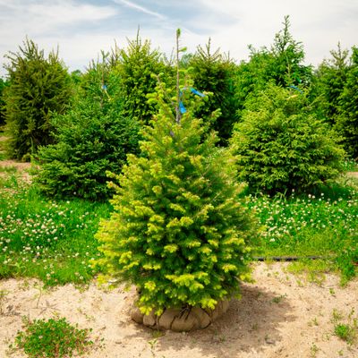 DOUGLAS FIR, 4'BB