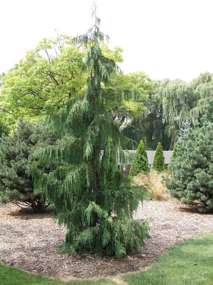 ALASKAN CEDAR, WEEPING, GLAUCA, #15