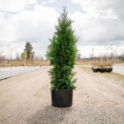 ALASKAN CEDAR, PENDULA, #6