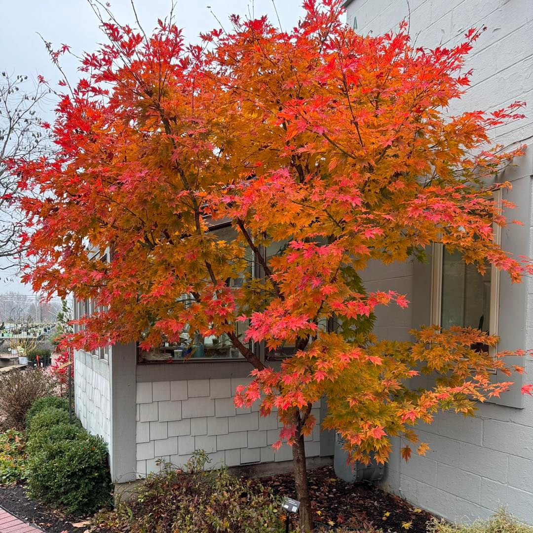 JAPANESE MAPLE, NORTHWIND, #15