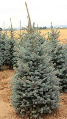 SPRUCE, FAT ALBERT, #10