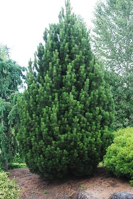 BOSNIAN PINE, IRISH BELL, #19