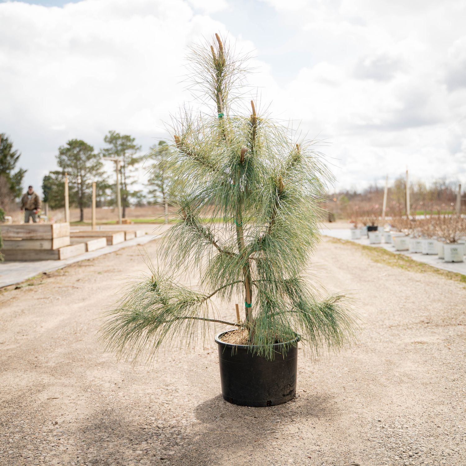 PINE, HIMALAYAN, ZEBRINA, #6