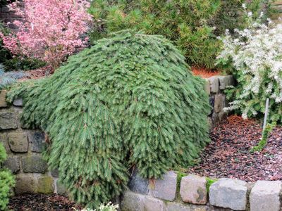 NORWAY SPRUCE, WEEPING, PROSTRATE, #6