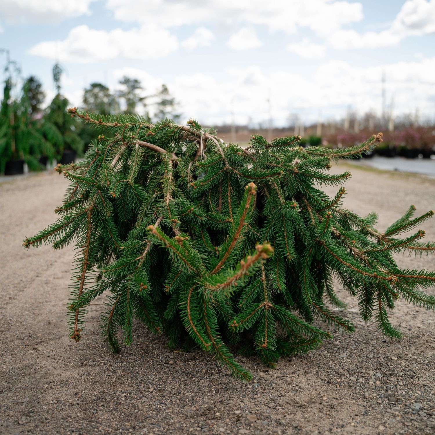 NORWAY SPRUCE, WEEPING, PROSTRATE, #6