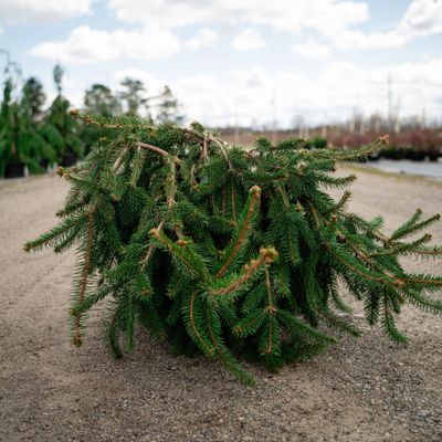 NORWAY SPRUCE, WEEPING, PROSTRATE, #6