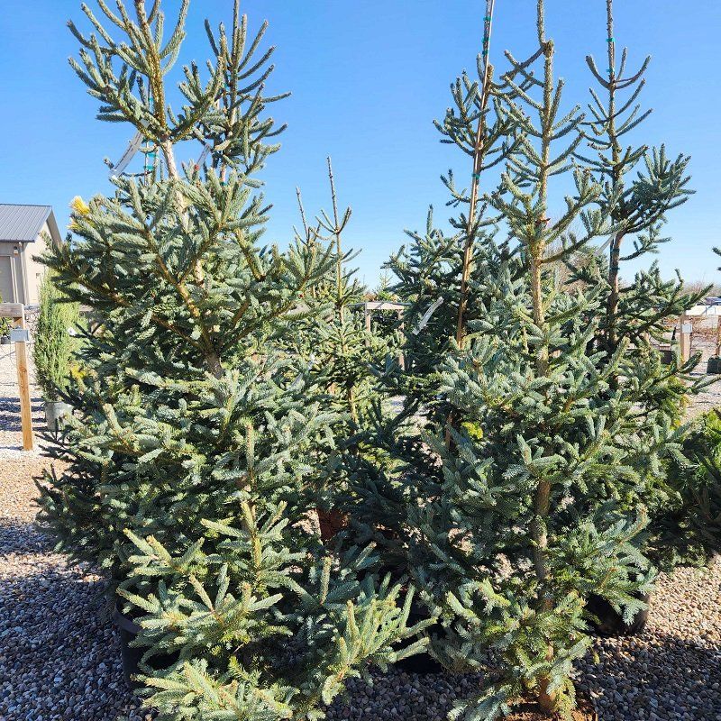 SPRUCE, BLACK HILLS, WHISKEY BLUE, #6