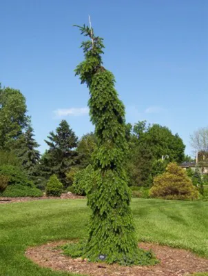 SERBIAN SPRUCE, PENDULA, BRUNS, #6AB