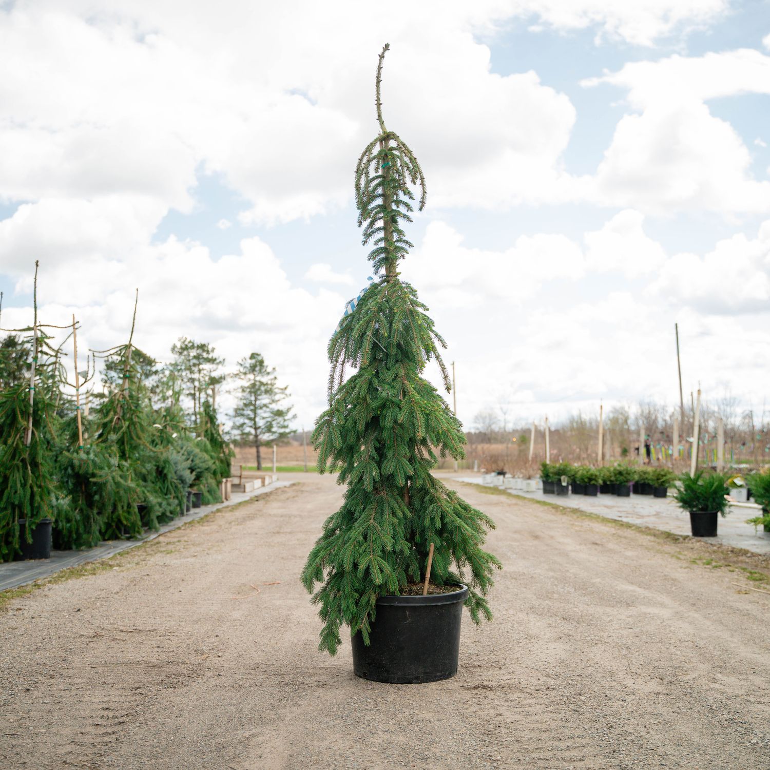 WHITE SPRUCE, PENDULA, #10AB