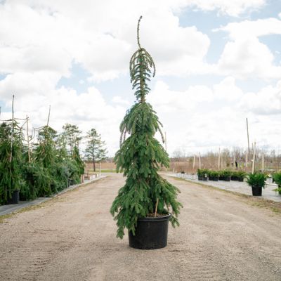 WHITE SPRUCE, PENDULA, #10AB