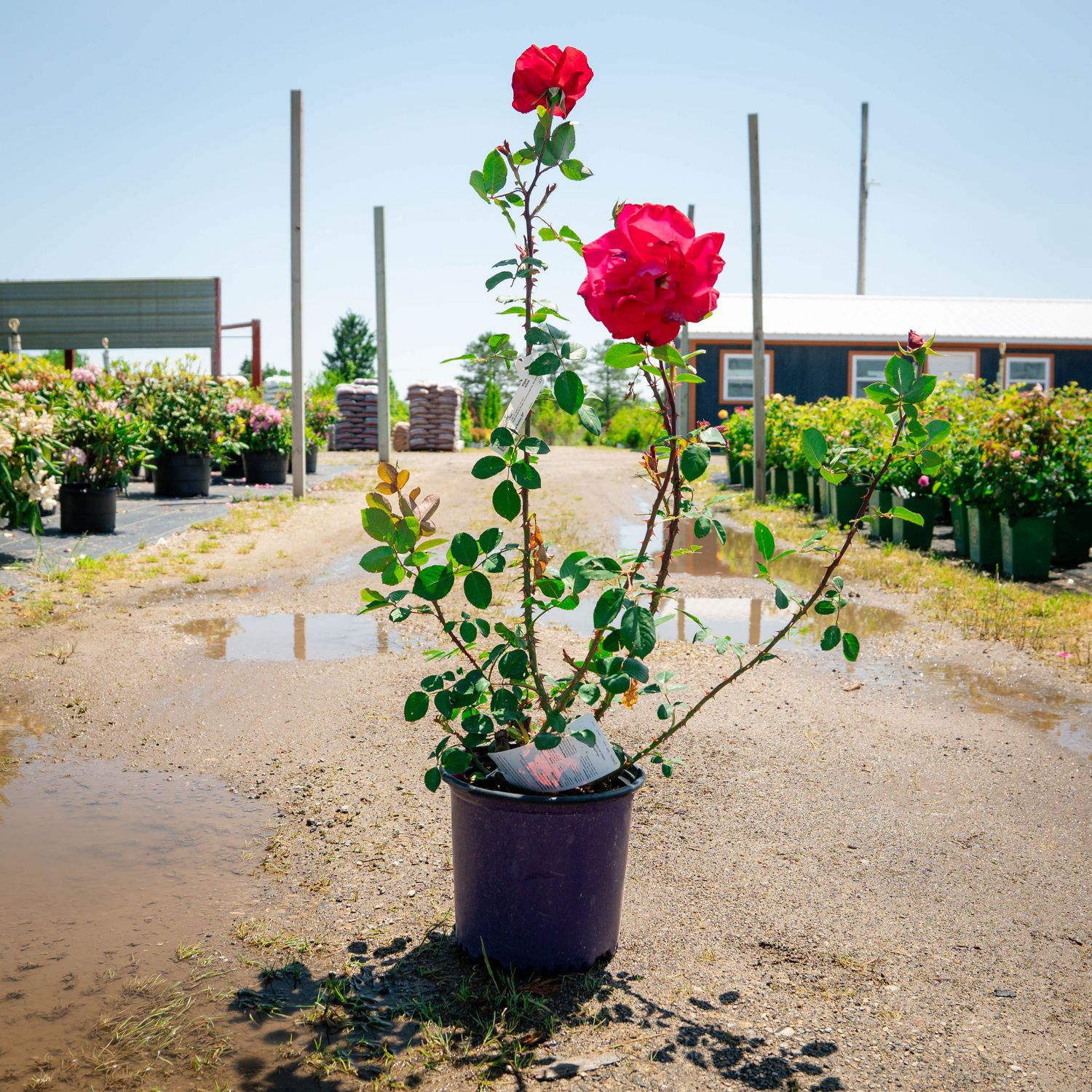 ROSE, PROUD LAND, #3